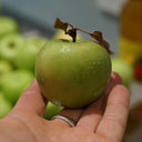 a freshly picked green Granny Smith apple in a hand